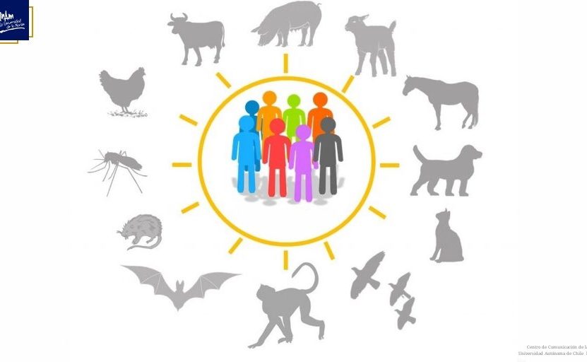 2020 Animales Humanos